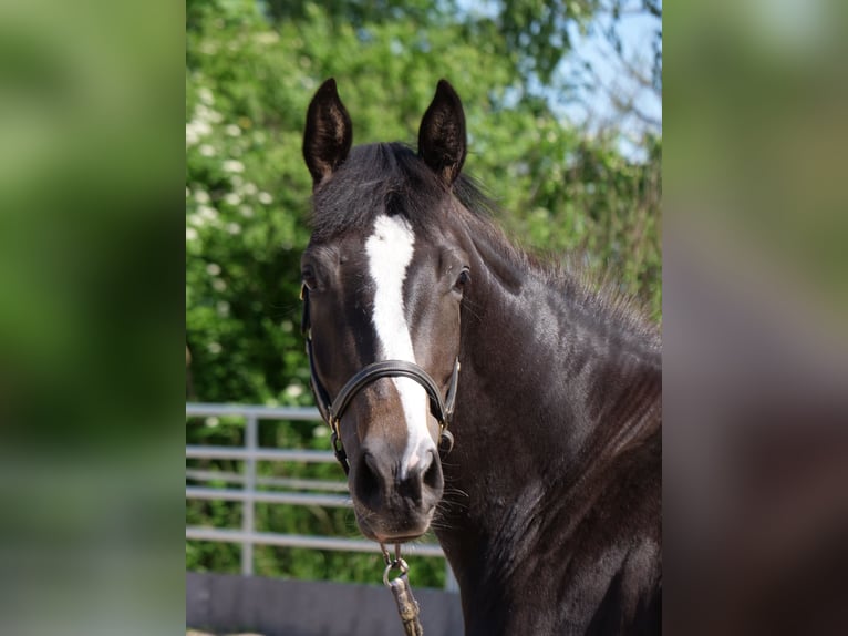 Trakehner Mare 3 years 16,1 hh Smoky-Black in G&#xFC;nzburg