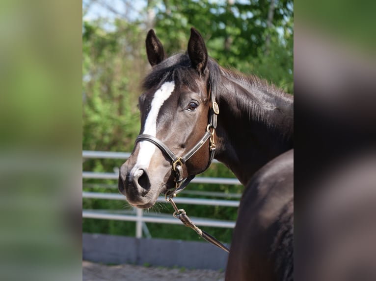Trakehner Mare 3 years 16,1 hh Smoky-Black in G&#xFC;nzburg