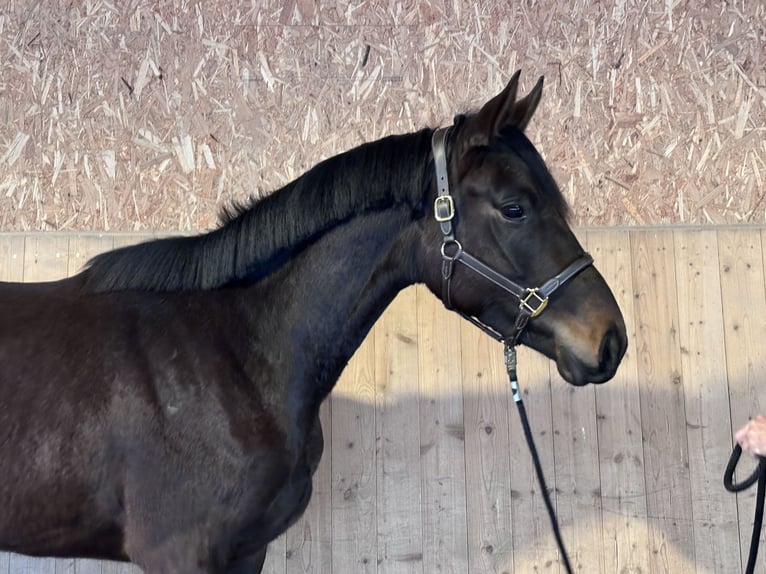 Trakehner Mare 3 years 16,2 hh Bay-Dark in Langenenslingen
