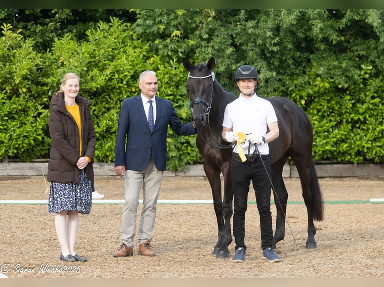 Trakehner Mare 3 years 16,2 hh Black in Skals