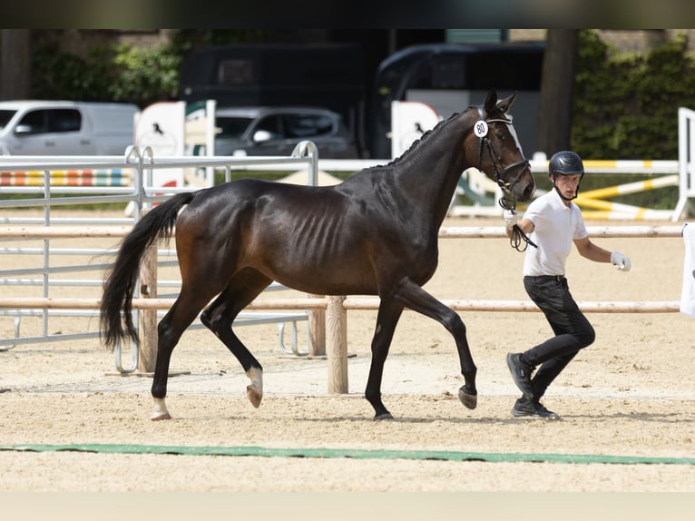 Trakehner Mare 3 years 16,2 hh Brown in Hamm