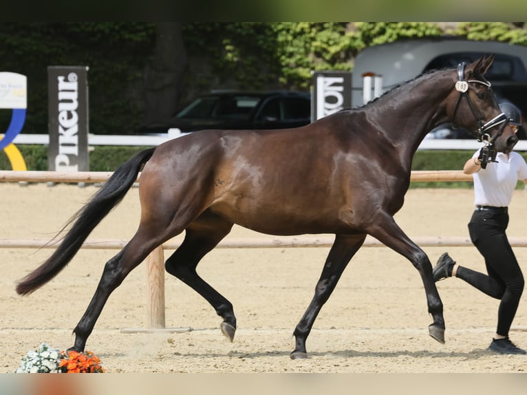 Trakehner Mare 3 years 16,3 hh Smoky-Black in Mittenaar