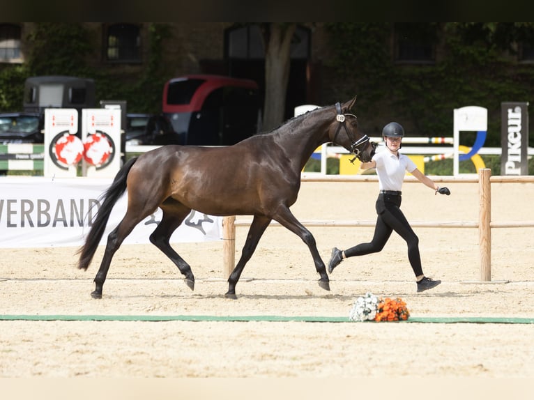 Trakehner Mare 3 years 16,3 hh Smoky-Black in Mittenaar