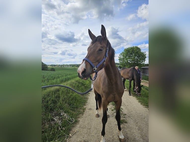 Trakehner Mare 3 years 17.1 hh Brown in Adelsried