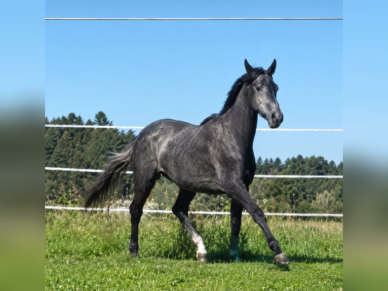 Trakehner Mare 3 years  in Obing
