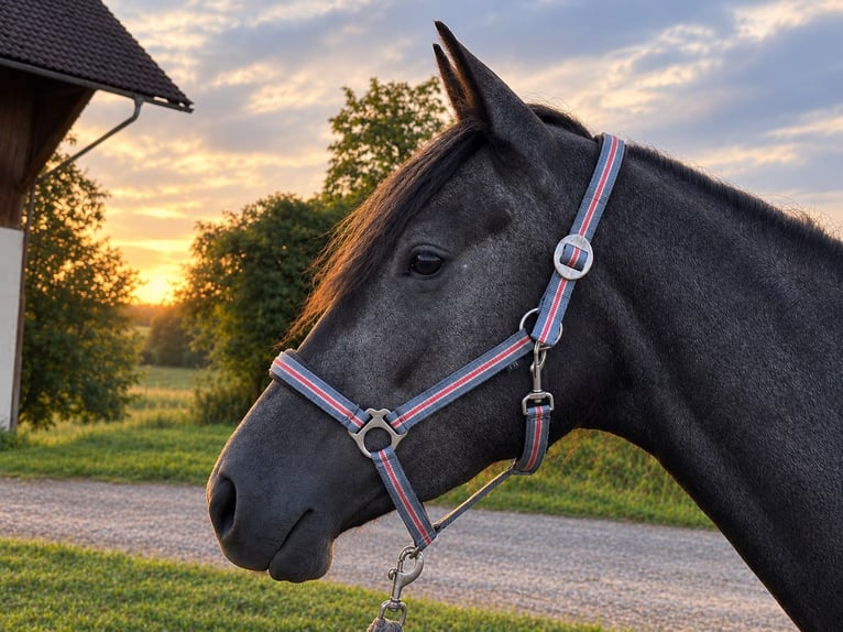 Trakehner Mare 3 years  in Obing
