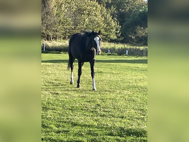 Trakehner Mare 4 years 15,1 hh Black in Hedwigenkoog