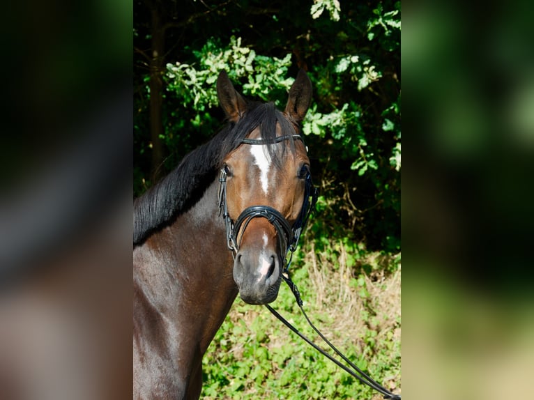 Trakehner Mare 4 years 15.2 hh Bay-Dark in Bad Salzuflen