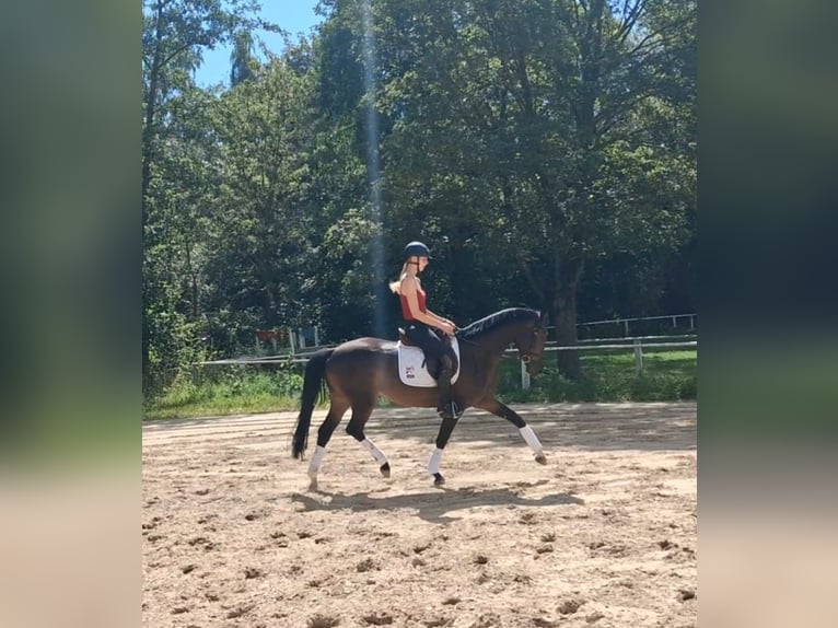 Trakehner Mare 4 years 15.2 hh Bay-Dark in Bad Salzuflen