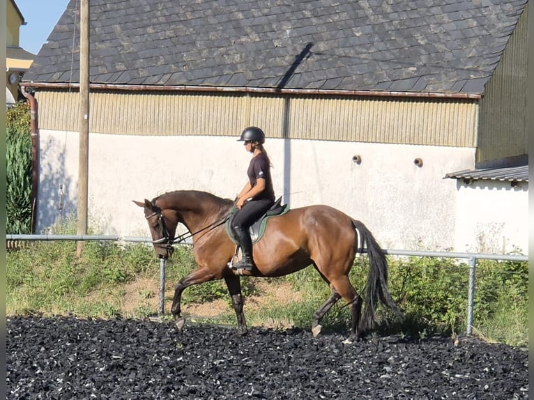 Trakehner Mare 4 years 15.2 hh Brown in Jahnsdorf