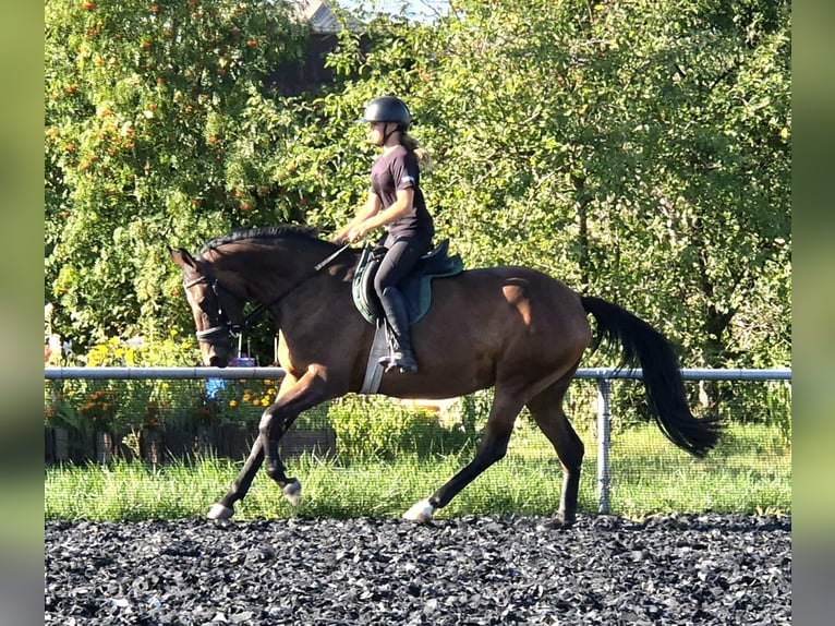 Trakehner Mare 4 years 15.2 hh Brown in Jahnsdorf