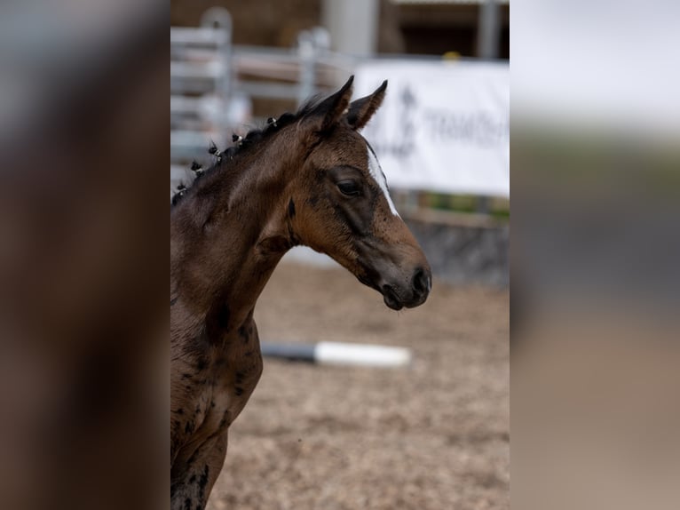 Trakehner Mare 4 years 15,2 hh Brown in Günzburg