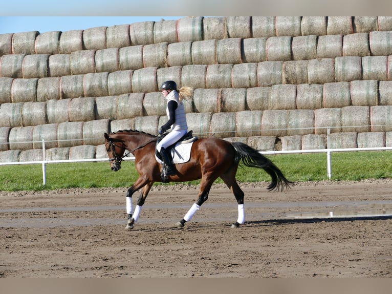 Trakehner Mare 4 years 15,2 hh Brown in Ganschow
