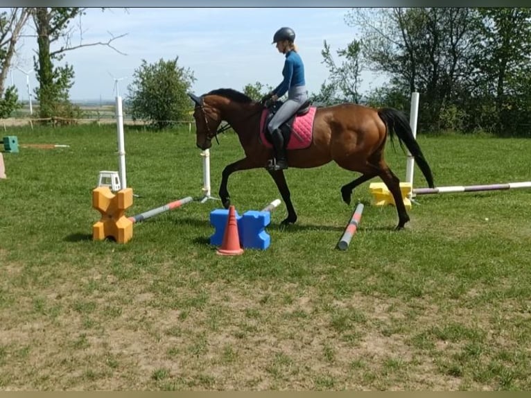 Trakehner Mare 4 years 15.3 hh Brown-Light in Mügeln