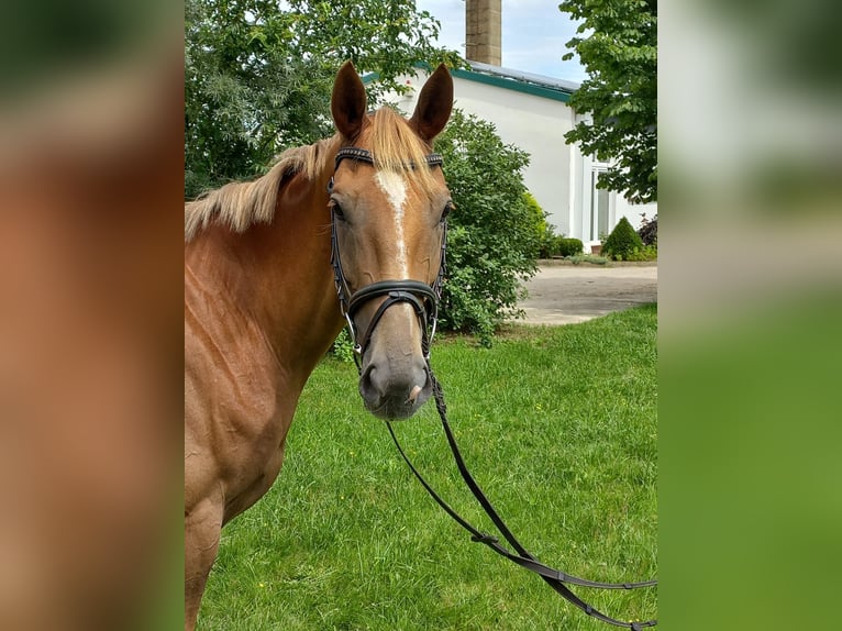 Trakehner Mare 4 years 15,3 hh Chestnut-Red in Heidekrug