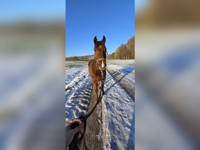 Trakehner Mix Mare 4 years 15 hh Chestnut-Red in Sollstedt