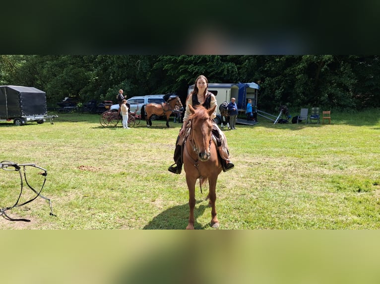 Trakehner Mix Mare 4 years 15 hh Chestnut-Red in Sollstedt