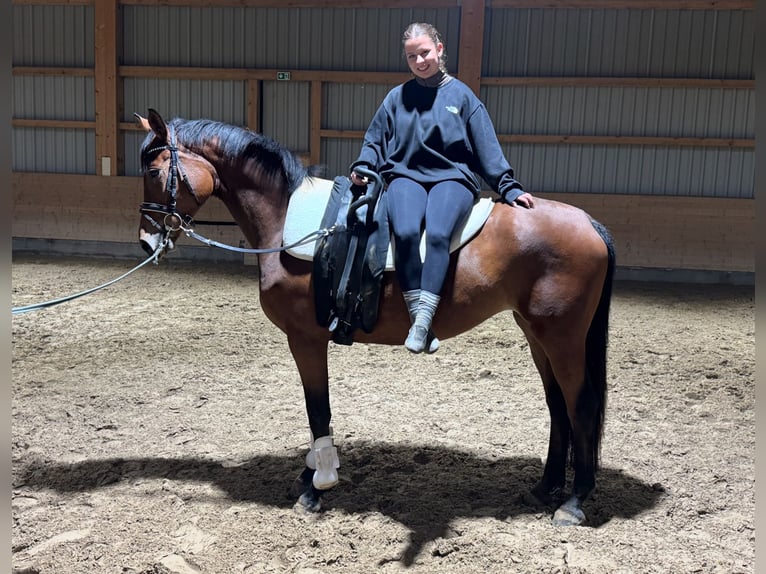 Trakehner Mare 4 years 15,2 hh Brown in Ganschow