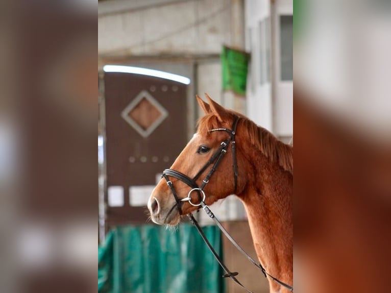 Trakehner Mare 4 years 15,2 hh Chestnut-Red in Heidekrug