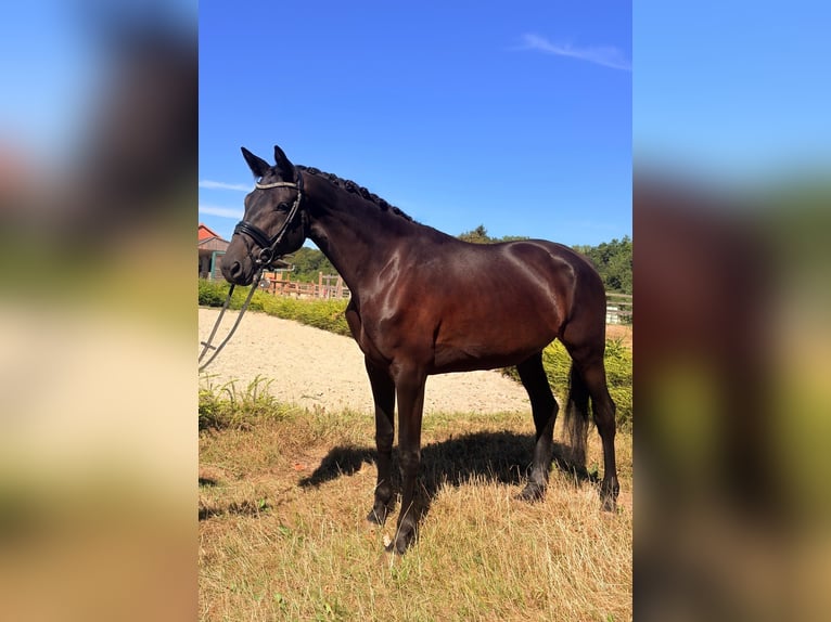 Trakehner Mare 4 years 16.1 hh Bay-Dark in Kaufungen