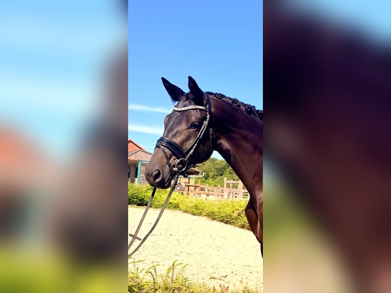 Trakehner, Mare, 4 years, 16.1 hh, Bay-Dark