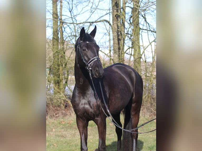 Trakehner Mare 4 years 16,1 hh Black in Hollenstedt