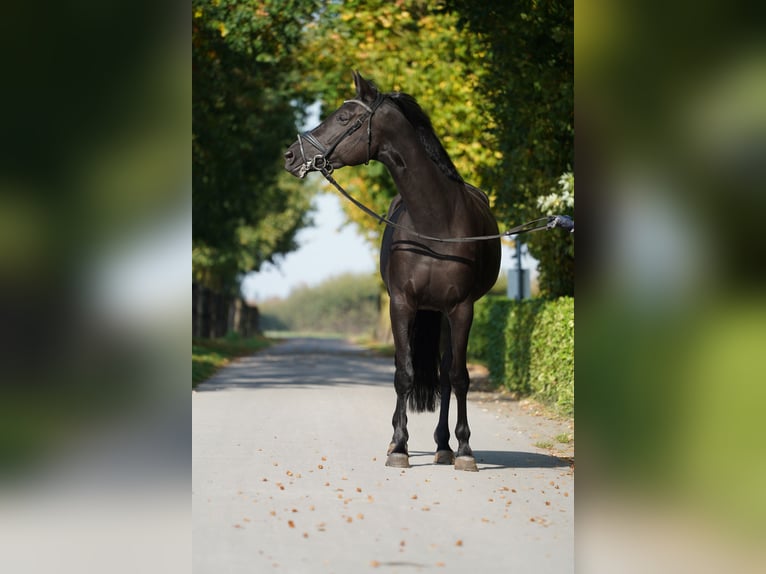 Trakehner Mare 4 years 16.1 hh Black in Coesfeld