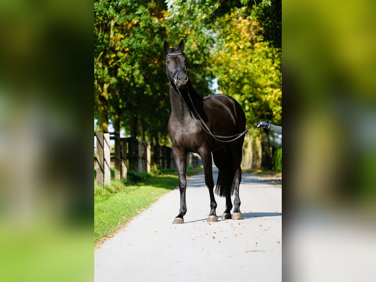 Trakehner Mare 4 years 16.1 hh Black in Coesfeld