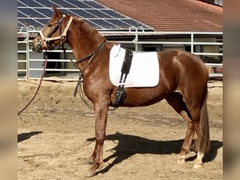 Trakehner Mare 4 years 16,1 hh Chestnut-Red in Waakirchen