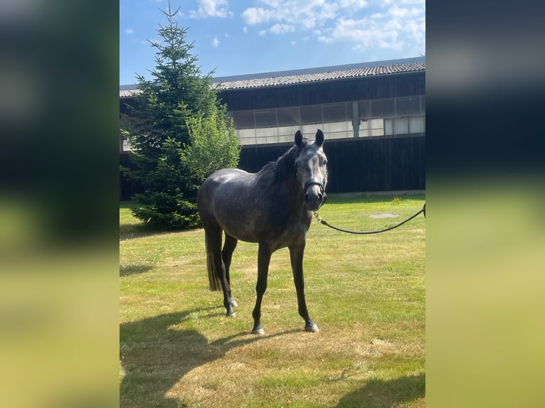 Trakehner Mare 4 years 16.1 hh Grey in Schwerte