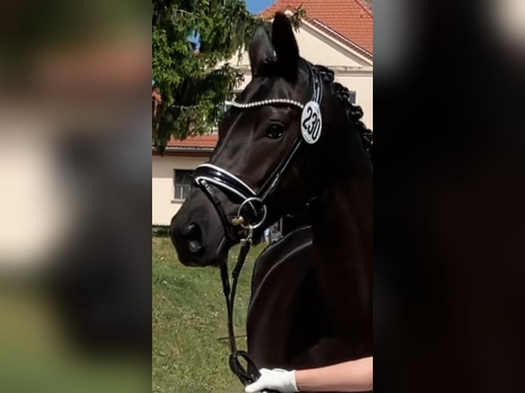 Trakehner Mare 4 years 16,1 hh Smoky-Black in Bernsdorf