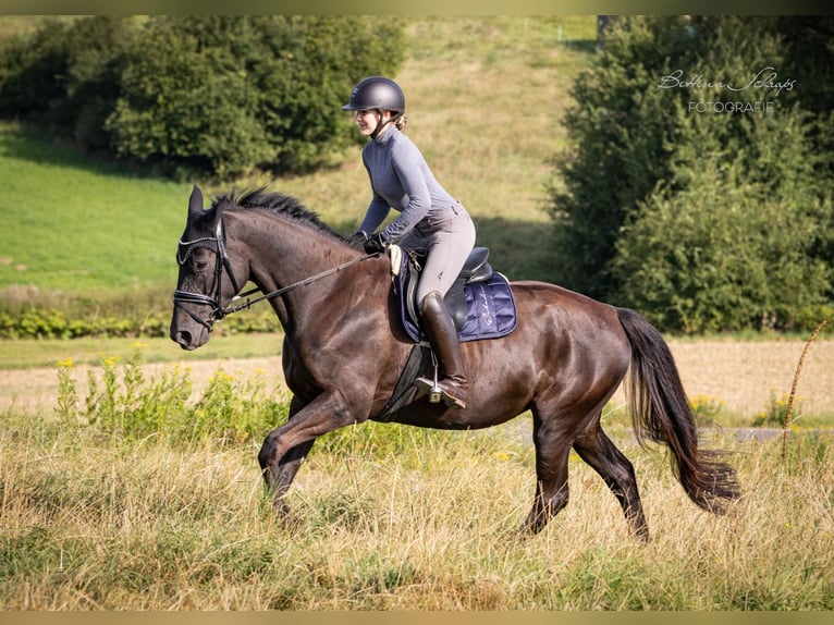 Trakehner Mare 4 years 16,2 hh Black in Bad Wildungen