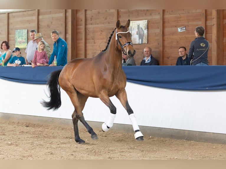 Trakehner Mare 4 years 16,2 hh Brown in Wolfhagen