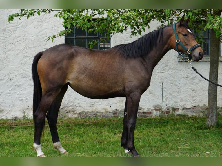 Trakehner Mare 4 years 16,3 hh Brown in Ueckermünde