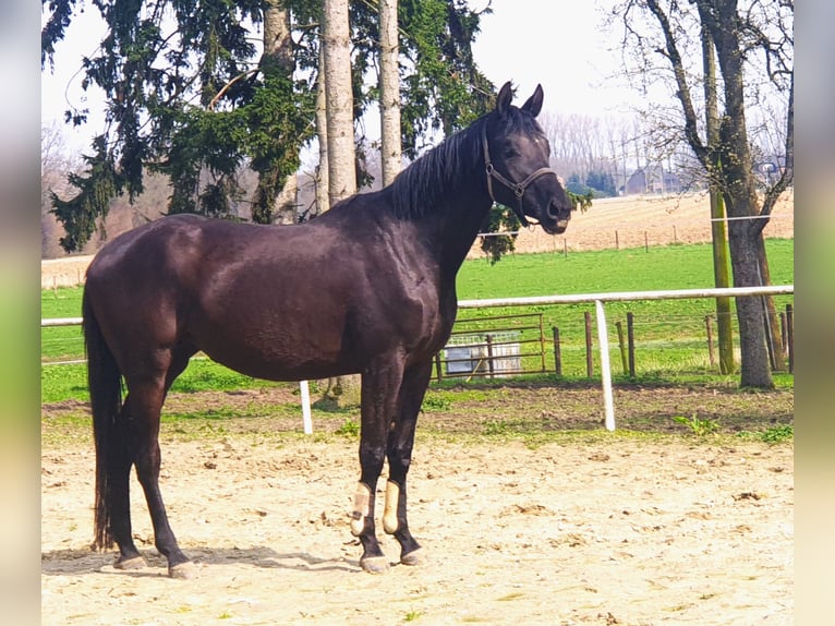 Trakehner Mare 4 years 16,3 hh in Kleve