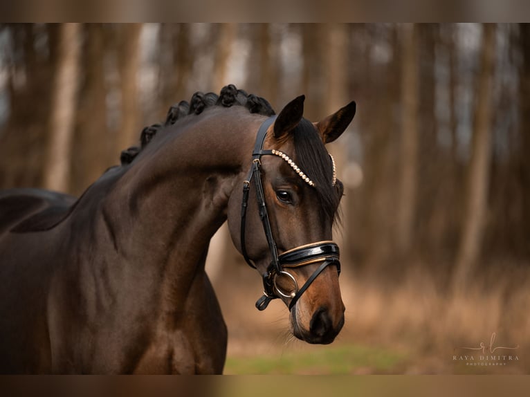 Trakehner Mare 4 years 16 hh Bay-Dark in Wehringen