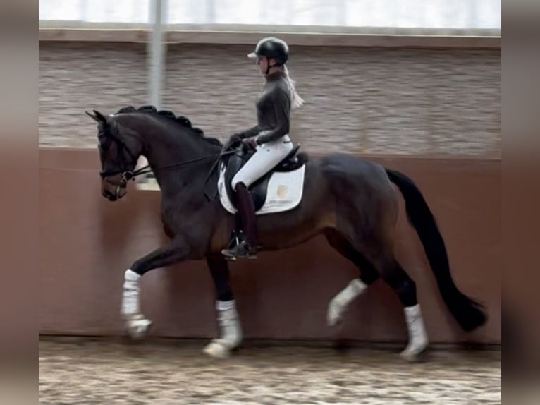 Trakehner Mare 4 years 16 hh Bay-Dark in Wehringen