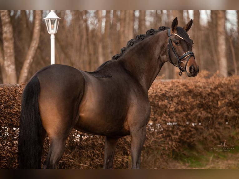 Trakehner Mare 4 years 16 hh Bay-Dark in Wehringen