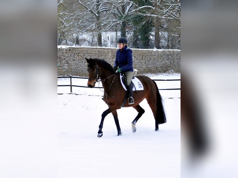 Trakehner Mare 4 years 16 hh Brown in Emmerthal