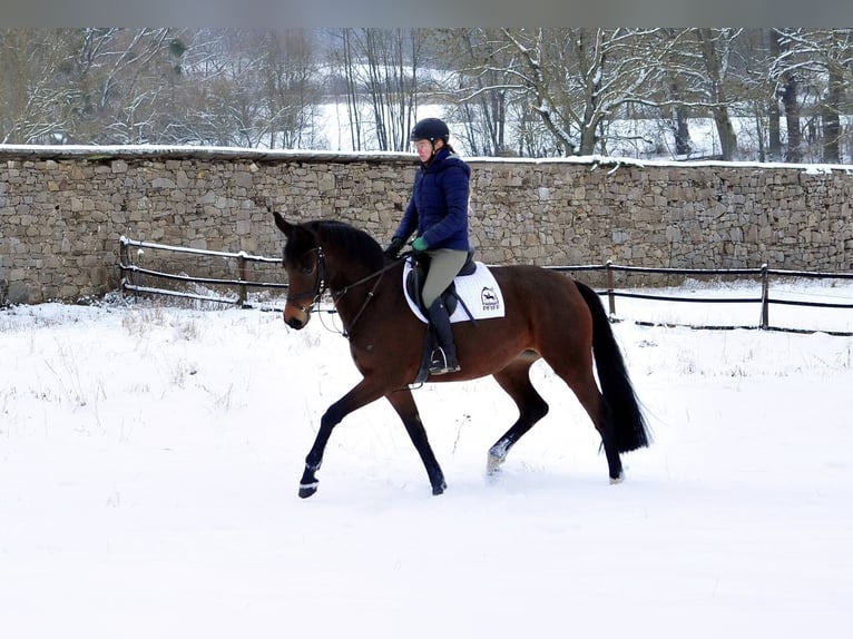 Trakehner Mare 4 years 16 hh Brown in Emmerthal