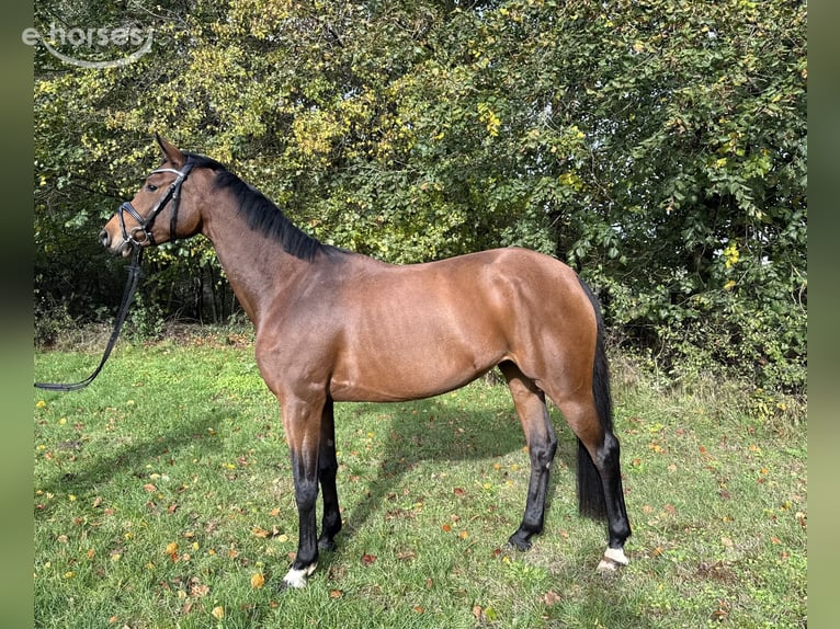Trakehner Mare 4 years 16 hh Brown in Wenzendorf