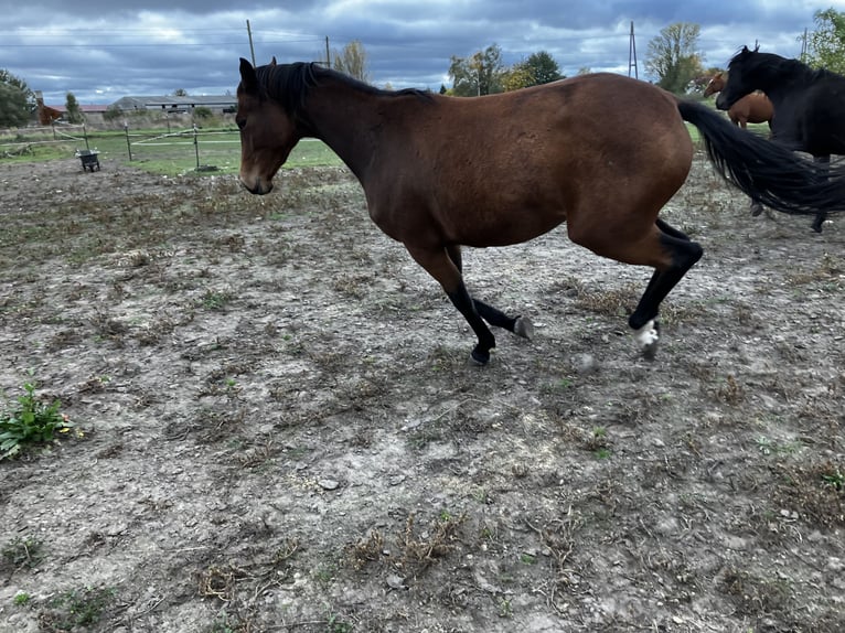 Trakehner Mare 4 years 16 hh Brown in Päwesin