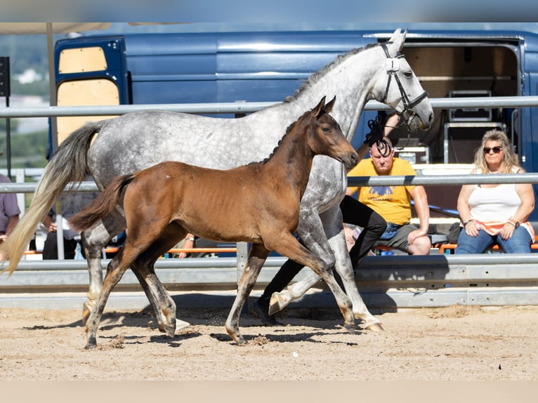 Trakehner Mare 4 years 16 hh Brown in Gladenbach