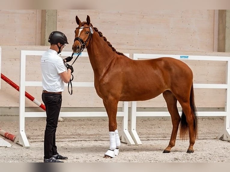 Trakehner Mare 4 years 16 hh Chestnut-Red in Delitzsch