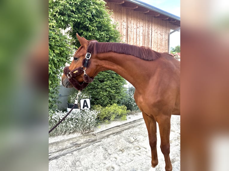 Trakehner Mare 4 years 16 hh Chestnut-Red in Passail
