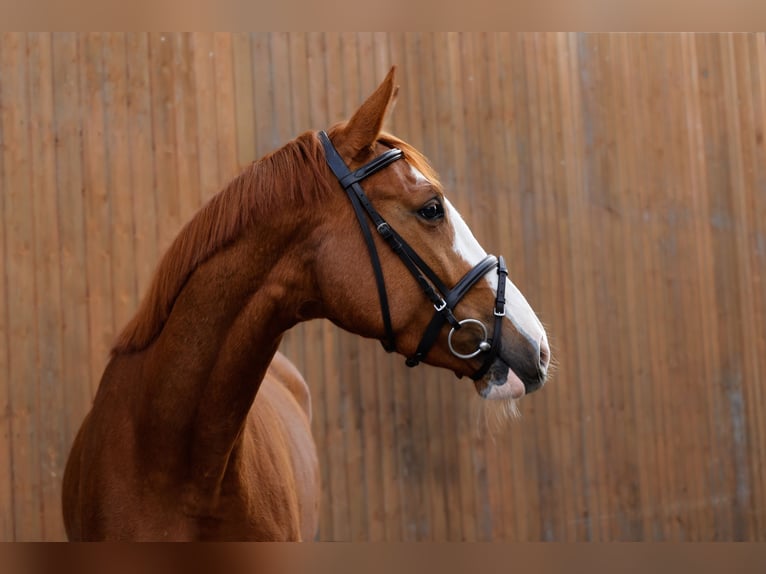 Trakehner Mare 4 years 16 hh Chestnut-Red in Wernau