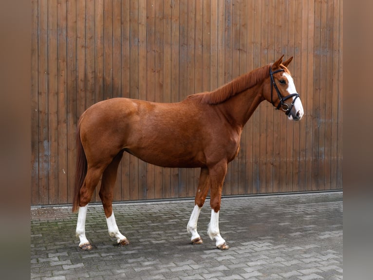Trakehner Mare 4 years 16 hh Chestnut-Red in Wernau