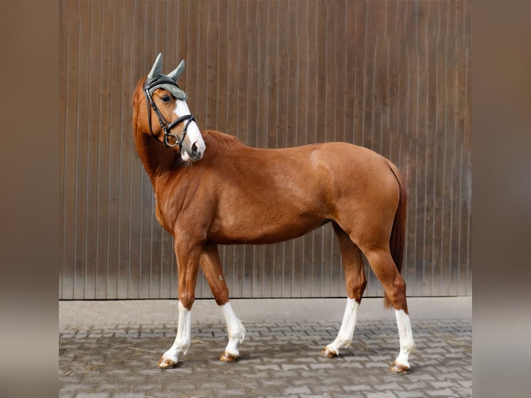 Trakehner Mare 4 years 16 hh Chestnut-Red in Wernau