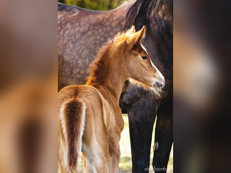 Trakehner Mare 4 years 16 hh Chestnut-Red in Wandlitz