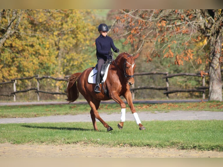Trakehner Mare 4 years 16 hh Chestnut-Red in Bodenfelde